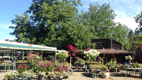 Potted plants and nursery building surrounded by lush green trees.